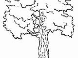 Coloring Tree Getdrawings Acacia Pages sketch template