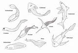 Fish Early Deviantart Prehistoric First Fc08 Jawed Fishes sketch template