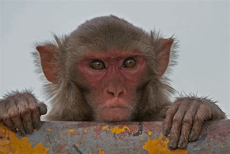 filerhesus macaque macaca mulatta  kinnarsani ws ap  img
