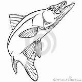 Snook Fish Illustration Coloring Monochrome Vector Template sketch template