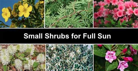 small shrubs  full sun  pictures identification guide
