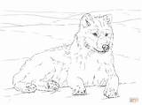 Wolf Arctic Coloring Template sketch template