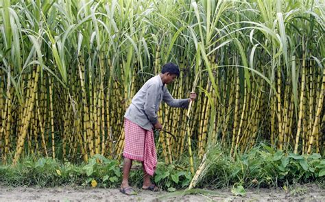 sugar production declines  million tonnes  india  october april ibtimes india