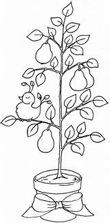 Pear Tree Partridge Embroidery Trees Christmas Printable Coloring Beccy Pages Applique Colouring Drawing Place Patterns She Designs Cute Has House sketch template