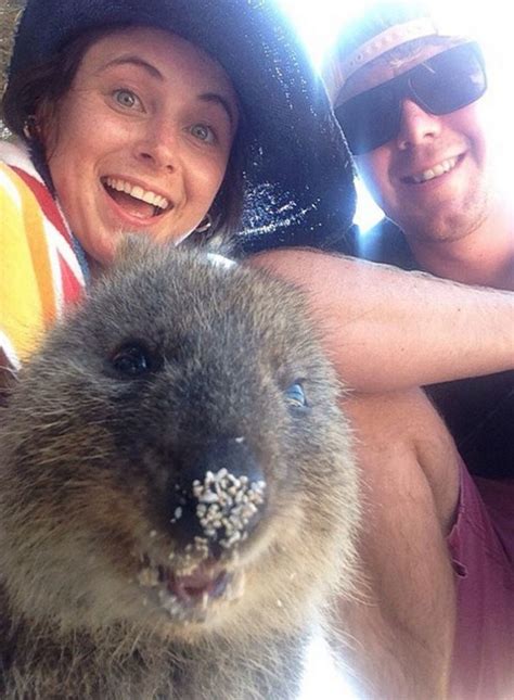 selfies with quokkas is the new hotness in australia strange beaver