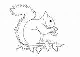Squirrel Coloring Pages Kids Printable Animalplace sketch template