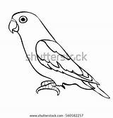 Parrot Lovebirds Beak Agapornis Outline Lovebird sketch template