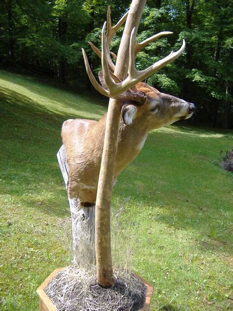 22 Mounts Ideas Deer Mounts Deer Mount Ideas Whitetail Deer