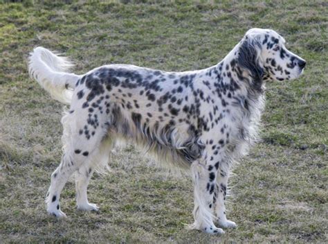 english setter breed guide learn   english setter