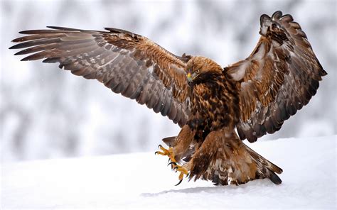 neanderthals catch  kill golden eagles   feathers