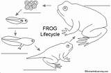 Frog Life Cycle Label Diagram Lifecycle Worksheets Stages Amphibian Cycles Kids Colouring Enchantedlearning Amphibians Pages Egg Tadpole Frogs Tadpoles Grade sketch template