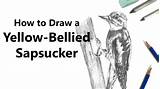 Sapsucker Yellow Bellied Draw sketch template