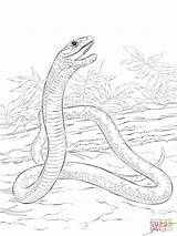 Mamba Schwarze Negra Schlange Malvorlagen Dibujo Schlangen Serpent Ausdrucken Realistische Reptilien Supercoloring Designlooter Anaconda sketch template