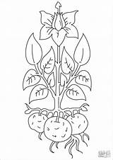 Kartoffel Ausmalbilder Ausmalbild Ausdrucken Coloringbay sketch template