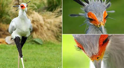 Secretarybird World S Sexiest Bird From Africa Is Killer But Not