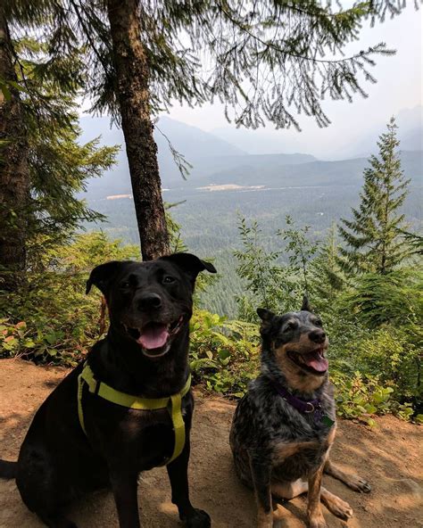 top  dog friendly hikes  seattle rovercom dog friends rover