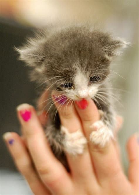 15 really cute kittens 14 kitty bloger