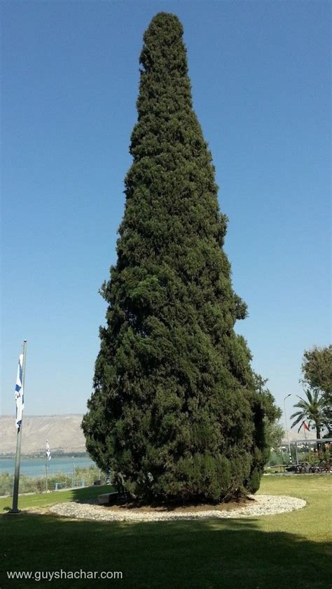 restart israel tree guy shachar