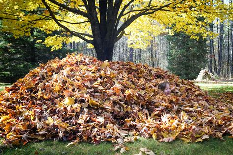 livelifecreateart  bigger leaf pile