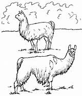 Coloring Llama Pages Alpaca Cute Print Animals Drawing Getcolorings Color Printable Awesome Getdrawings Designlooter Template sketch template