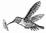 Colibri Kolibri Kolibrie Malvorlage Kleurplaat Ausmalbilder Hummingbird Ausmalbild Ausdrucken Abbildung Große Schulbilder Téléchargez Grande sketch template
