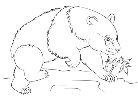 panda bear coloring pages  coloring  drawing class  worksheets