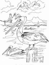 Pelican Coloriage Gaddynippercrayons Pelicans sketch template