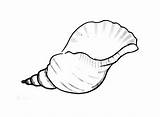 Shell Sea Coloring Pages Clipartbest Clipart sketch template