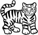 Tiger Coloring Sumatran Drawings 31kb sketch template