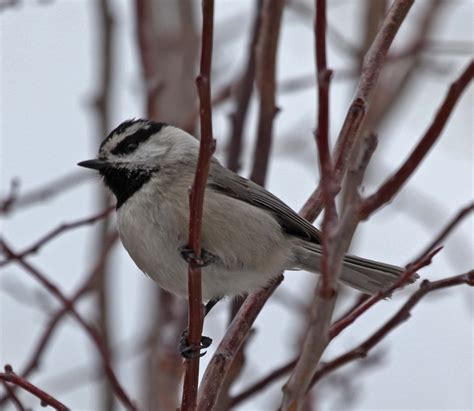pictures  information  mountain chickadee