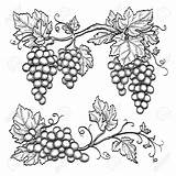 Grape Drawing Vector Vine Leaf Sketch Branches Drawings Leaves Illustration Clip Wine Illustrations Hand Background Royalty Vines Tree Clipart Shutterstock sketch template