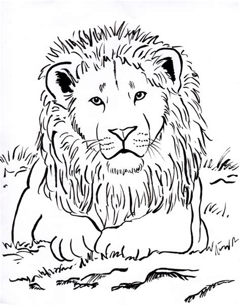 coloring pages lion coloring page  kids