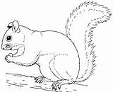 Squirrel Coloring Pages Printable Kids Realistic Choose Board sketch template