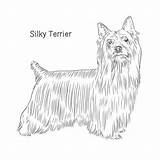 Silky Breed sketch template