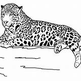 Coloring Pages Animal Animals Realistic Printable Kids Jaguar Print Outline Grassland Teens Clipart Drawing Sheets Tiger Color Safari Wildlife Teenagers sketch template