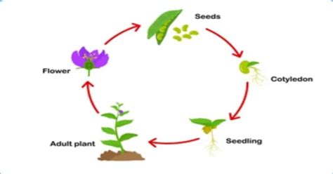 plant life cycle learn  nature