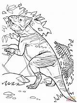 Pachycephalosaurus Pflanzenfresser Frisst Supercoloring Dinosaur Ausmalbild Malvorlage sketch template