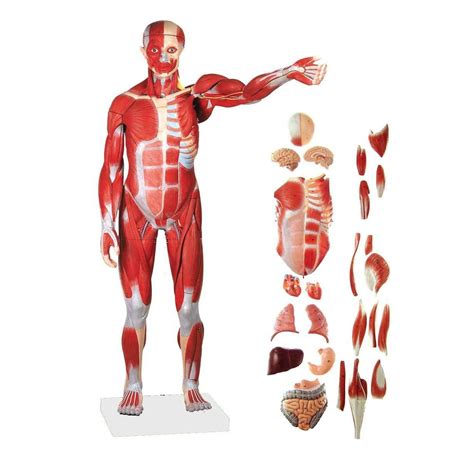 modelo anatomico de corpo inteiro wellden international