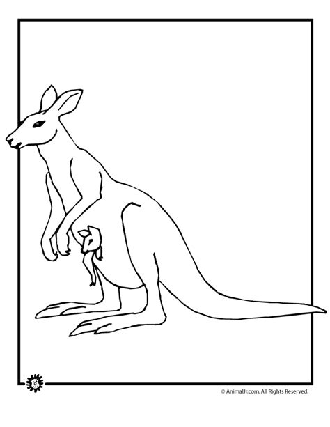 images  kangaroos coloring home