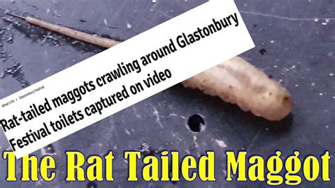 minute   composters  rat tailed maggot youtube
