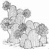 Cactus Coloring Pages Flower Printable Print Kids Desert Cute Plants Drawing Bestcoloringpagesforkids Sheets Colouring Adult Plant Kaktus Cacti Book Mandala sketch template