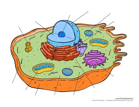 animal cell unlabeled diagram images pictures becuo