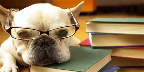 top  smartest dog breeds  intelligent dog rankings