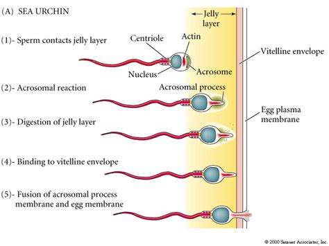 acrosome human sperm hot porno