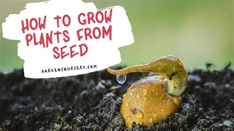 grow plants  seed gardens nursery