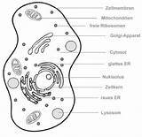 Zellorganellen Zelle Tierzelle Aufbau Zellkern Funktion Studyhelp Biologie Besteht Woraus Lösungen sketch template