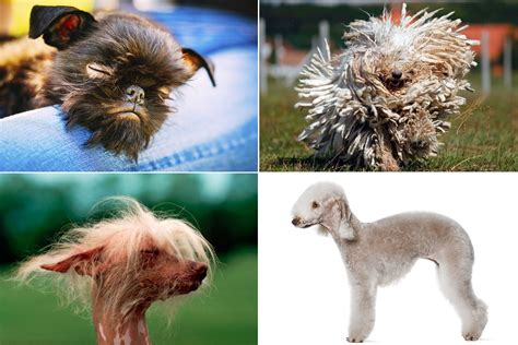 weird  dog breeds