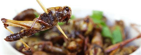 art  eating insects bestfoodfactsorg