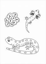 Salamander Salamandre Animaux Coloringbay Coloriage Coloriages Getcolorings sketch template