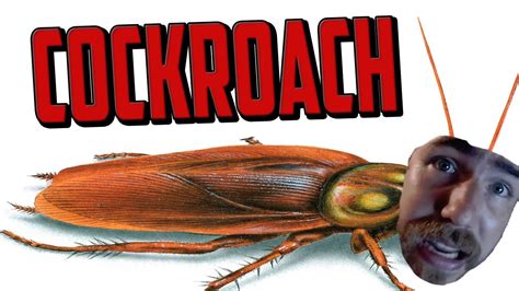 cockroach youtube